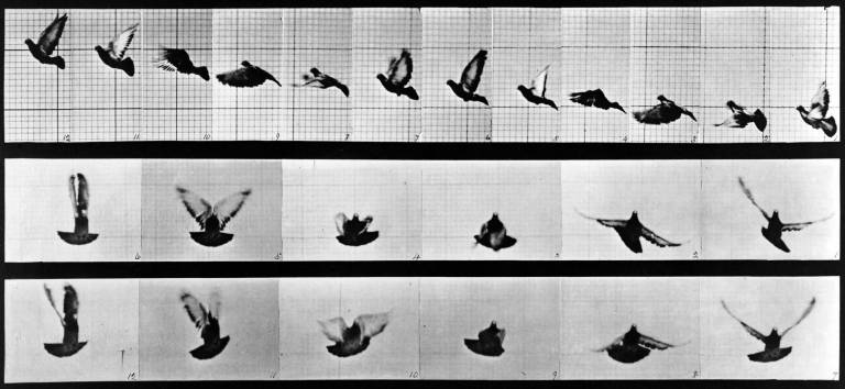 Edward Muybridge